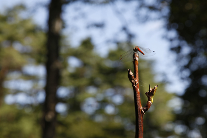 _MG_8471.jpg